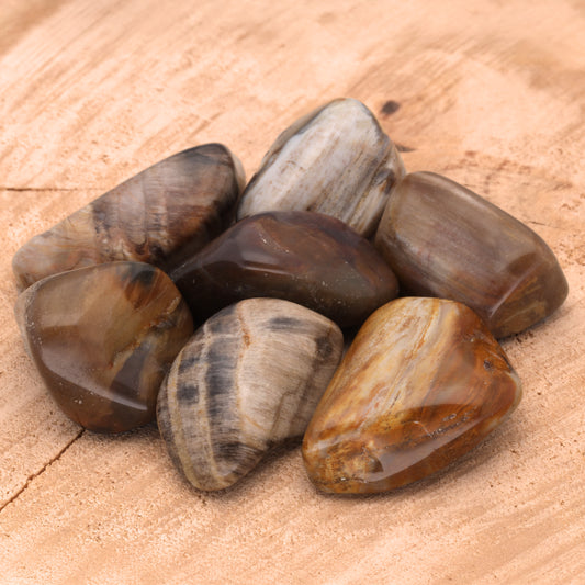 Versteinertes Holz Trommelstein