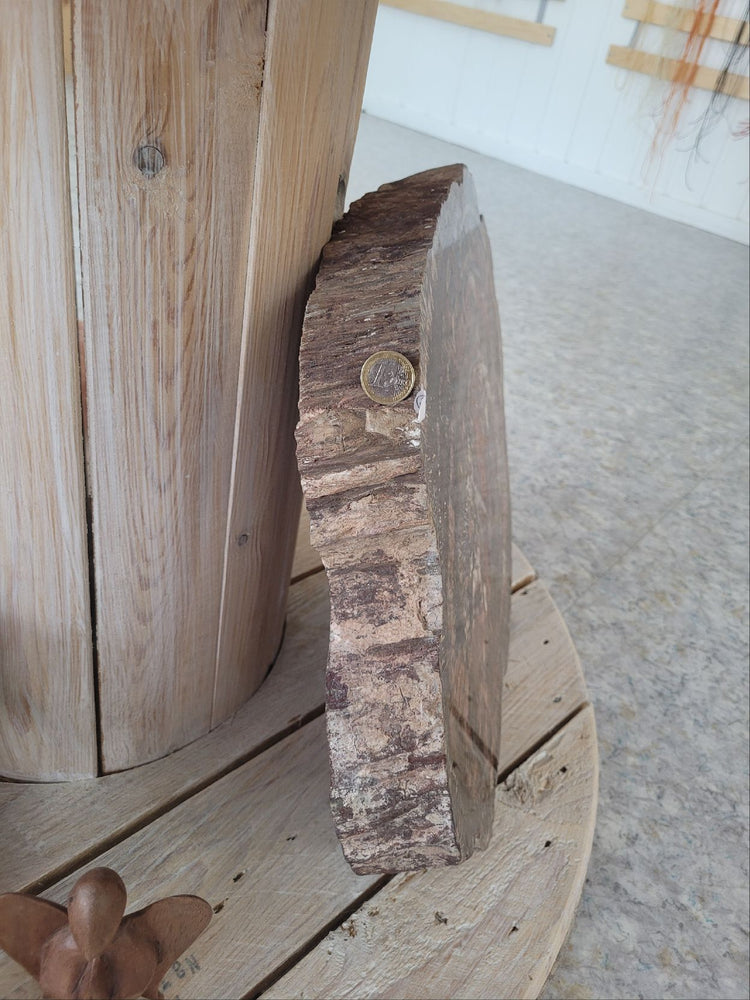 Scheibe aus versteinertem Holz