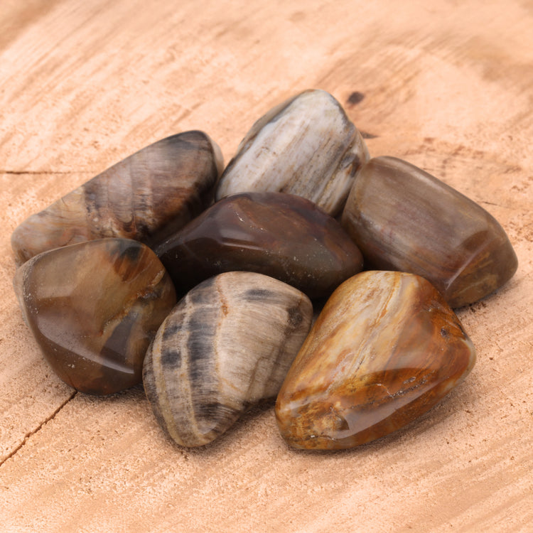 Versteinertes Holz Trommelstein