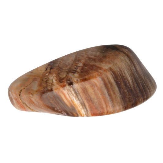 Versteinertes Holz Trommelstein