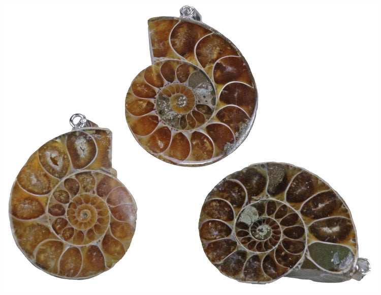 Ammonit Anhänger 2-3 cm | Natürliches fossil mit 925er Silberöse | Inklusive schwarzem Baumwollband